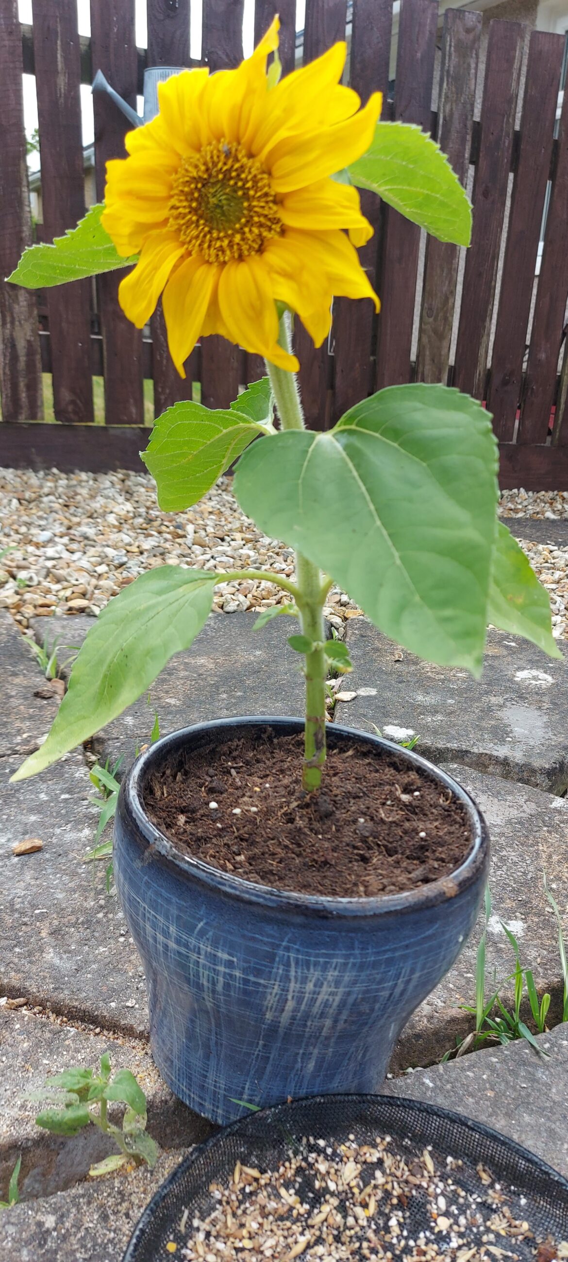 My first plant finally grew