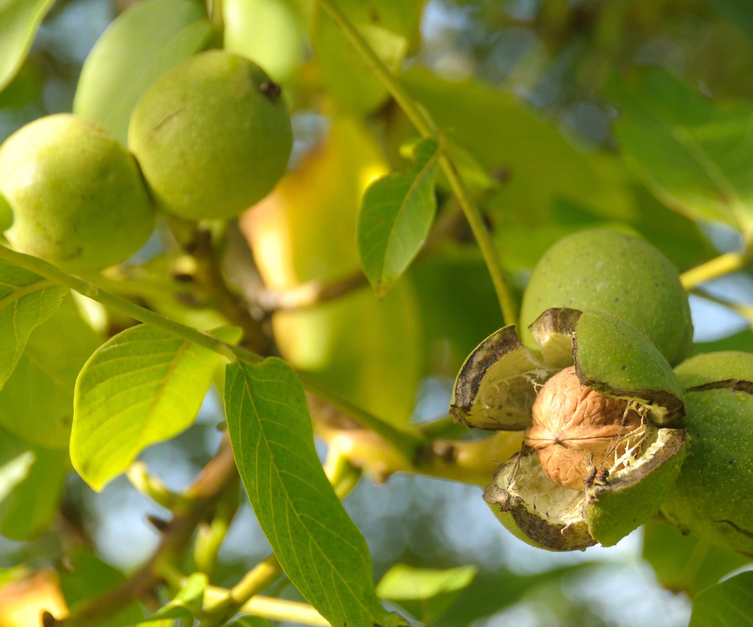 walnuts on tree