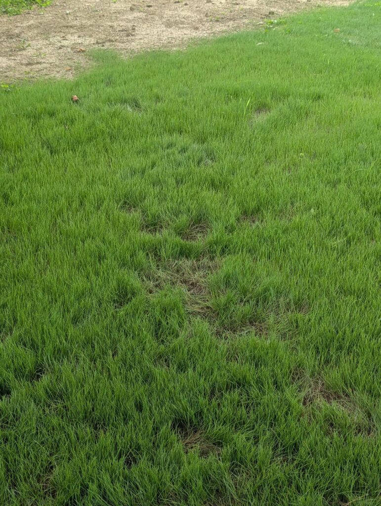 Why is my new grass dying after initially growing well.