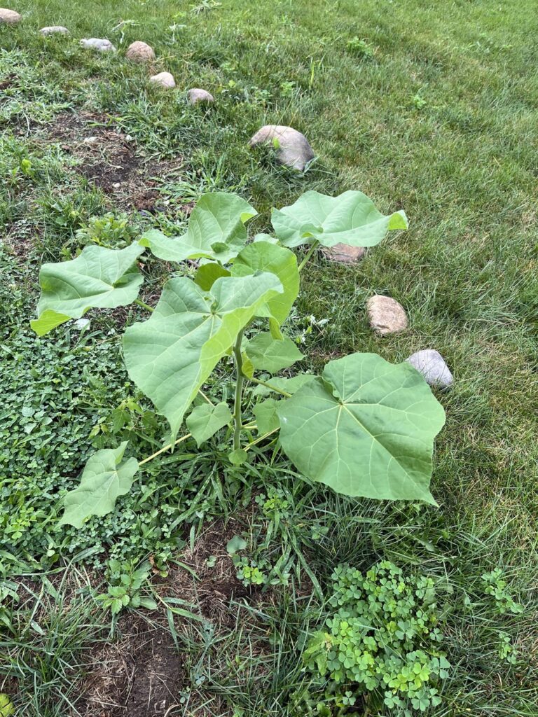 Help identifying this plant?
