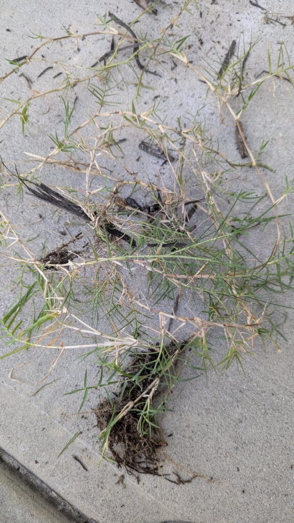 What is this? And do I have to burn down my whole yard/flower bed to get rid of it?