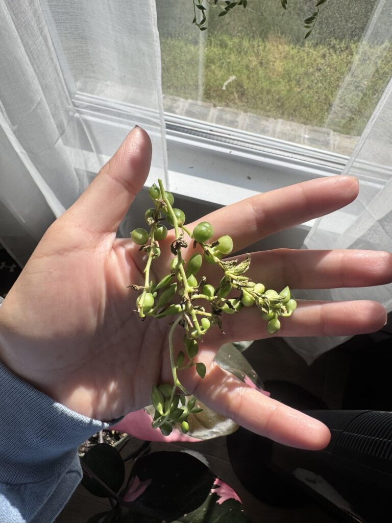 Too much sun or water issue?