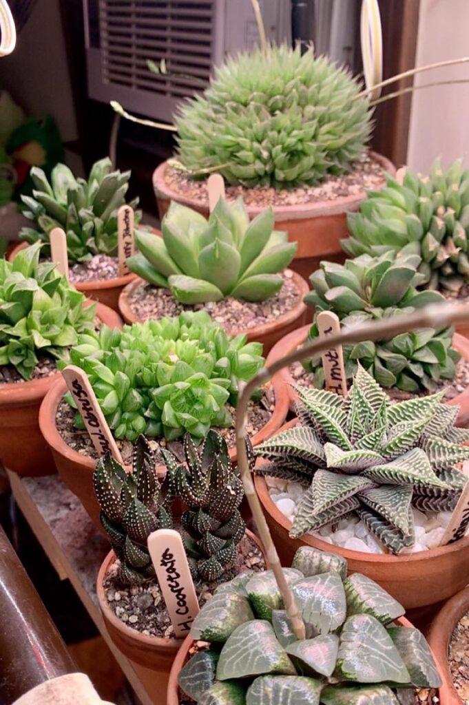 I’d love to try cross pollinating some of my haworthias again. any advice for a beginner?