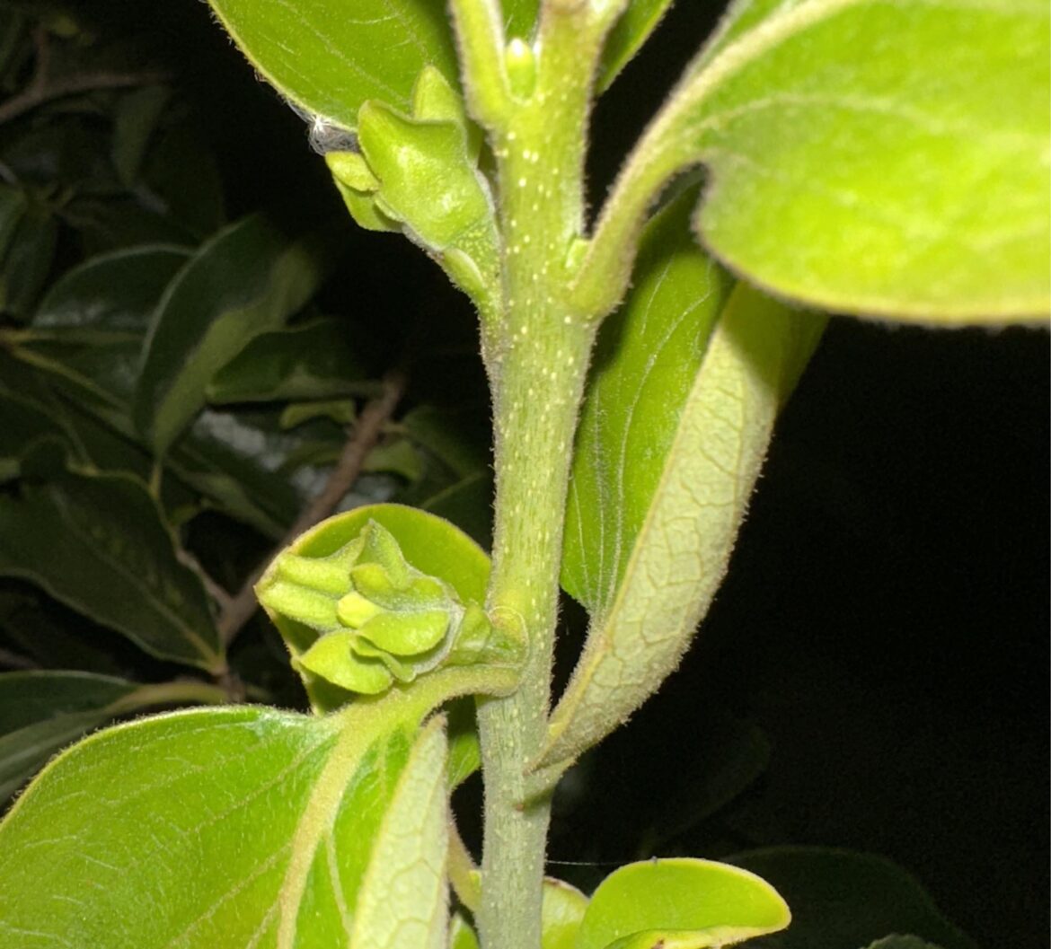 Persimmon flowering in July