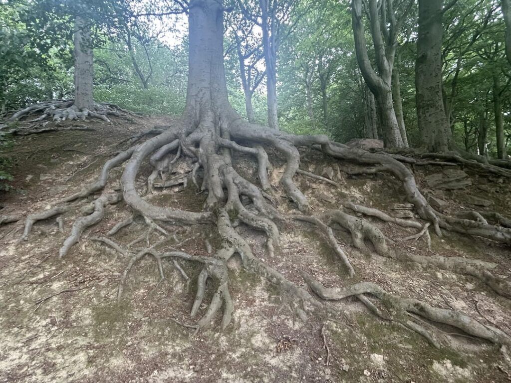 Thought you all might enjoy these root flairs.