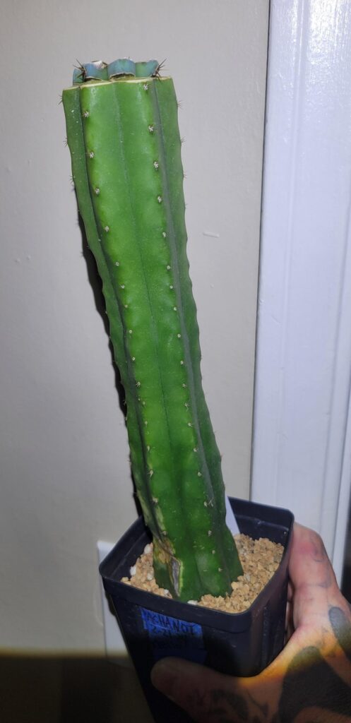 World's thinnest Anaconda/Serpent graft