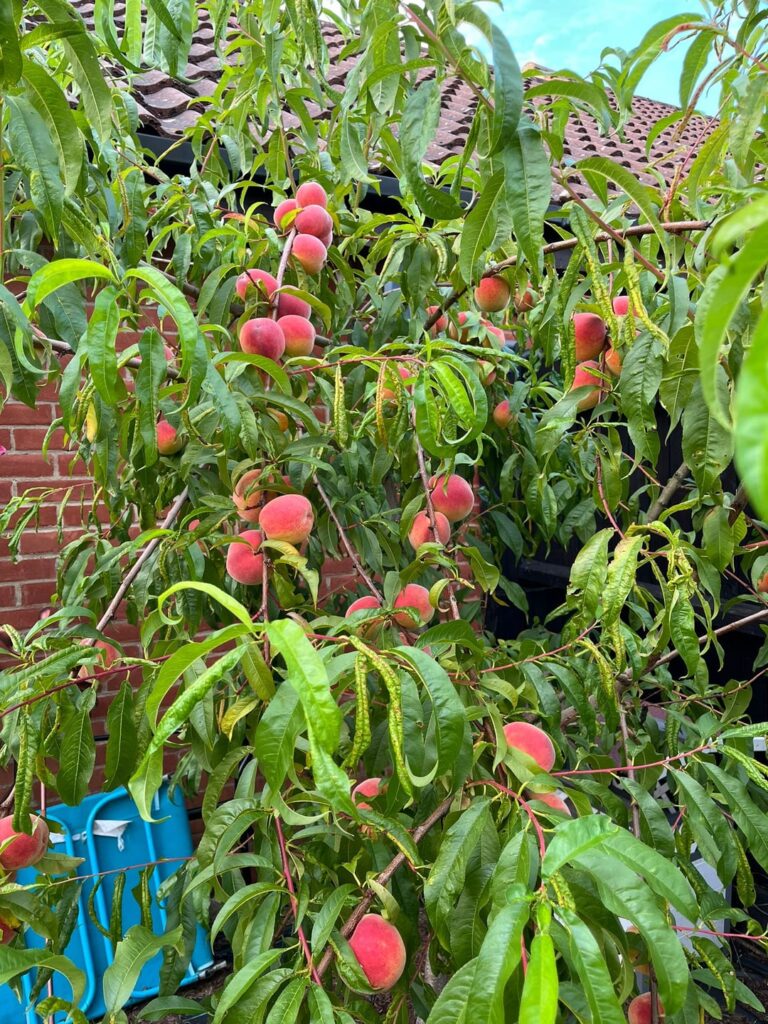 I didn't know it was possible to grow peaches in the UK