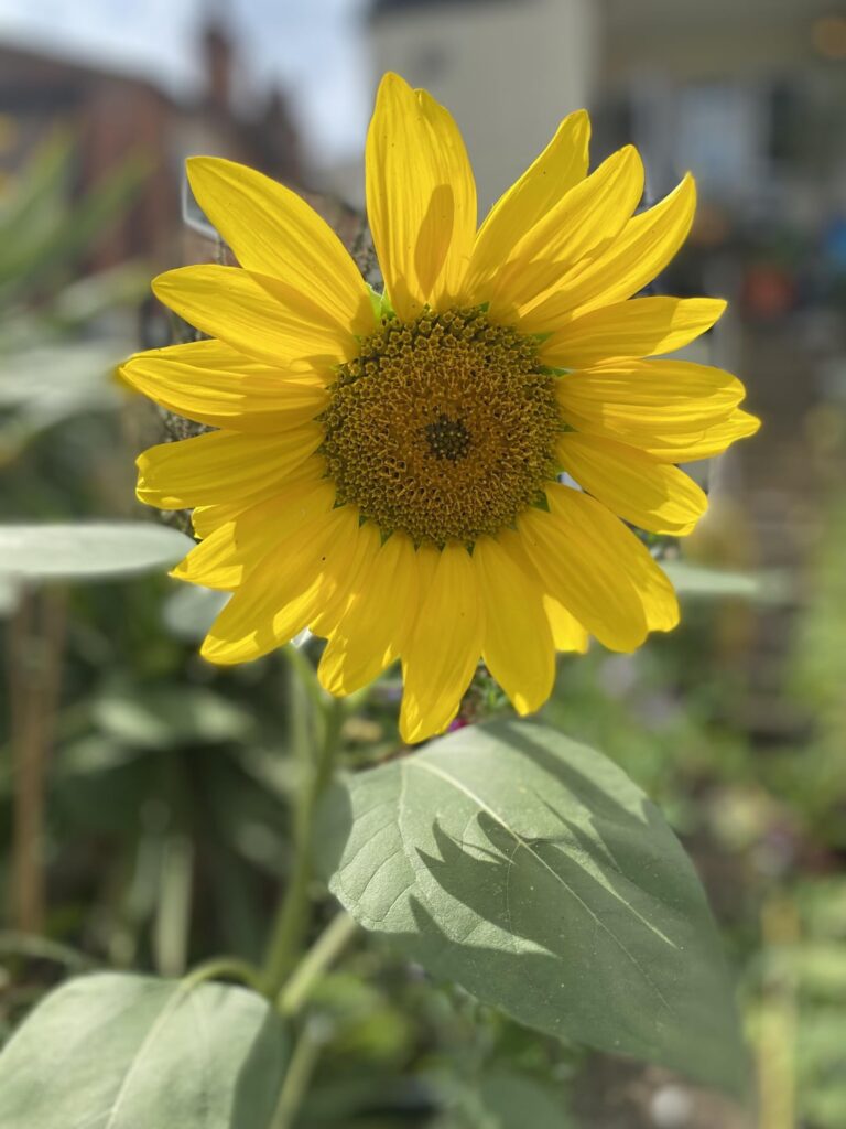 Sunflowers are endlessly amazing - as are their names