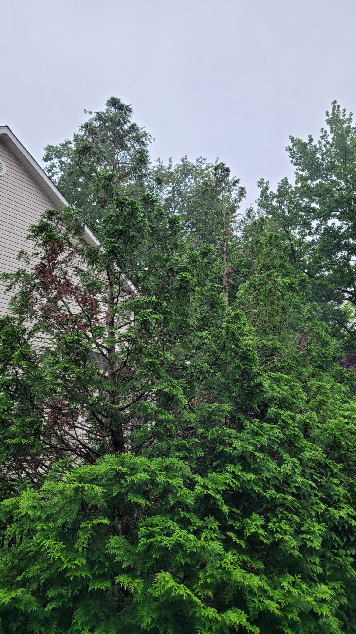 Why are these thuja thinning toward the top? Bottoms are very full.