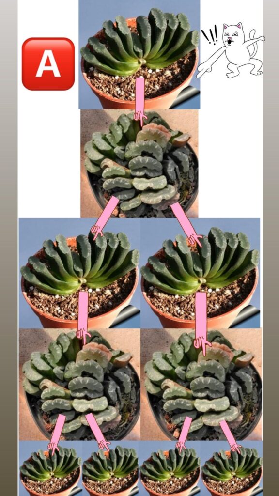 How would you propagate haworthia for the fastest multiplication? Option C seems the riskiest and slowest but large number of propagations