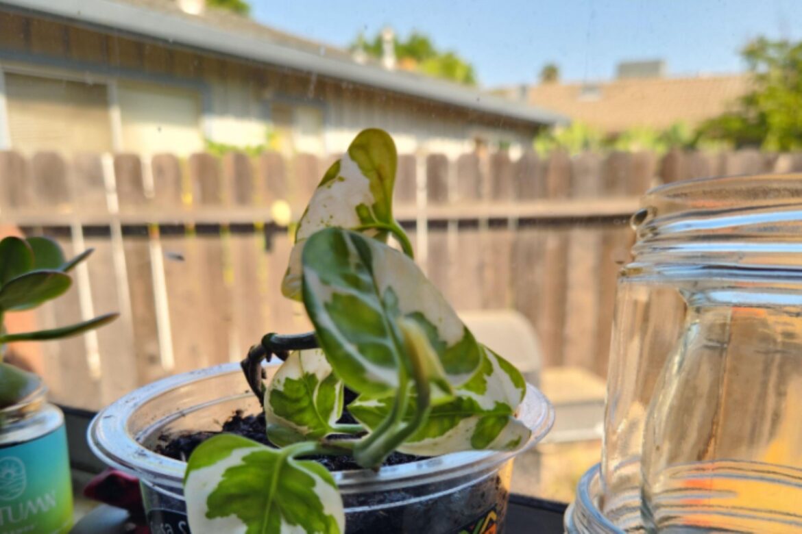 Gardener shares clever hack using old food containers: ‘Great idea’ "Love it."