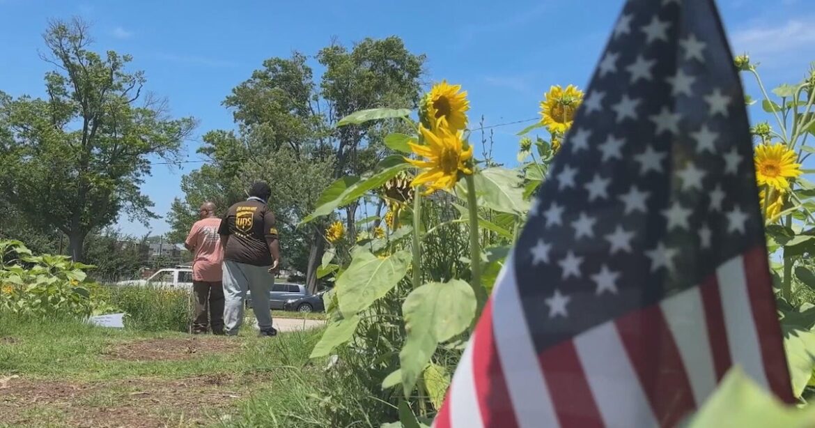 Sunflower garden opens in Northeast Philadelphia as healing space for veterans, greater community Sunflower garden opens in Northeast Philadelphia as healing space for veterans, greater community