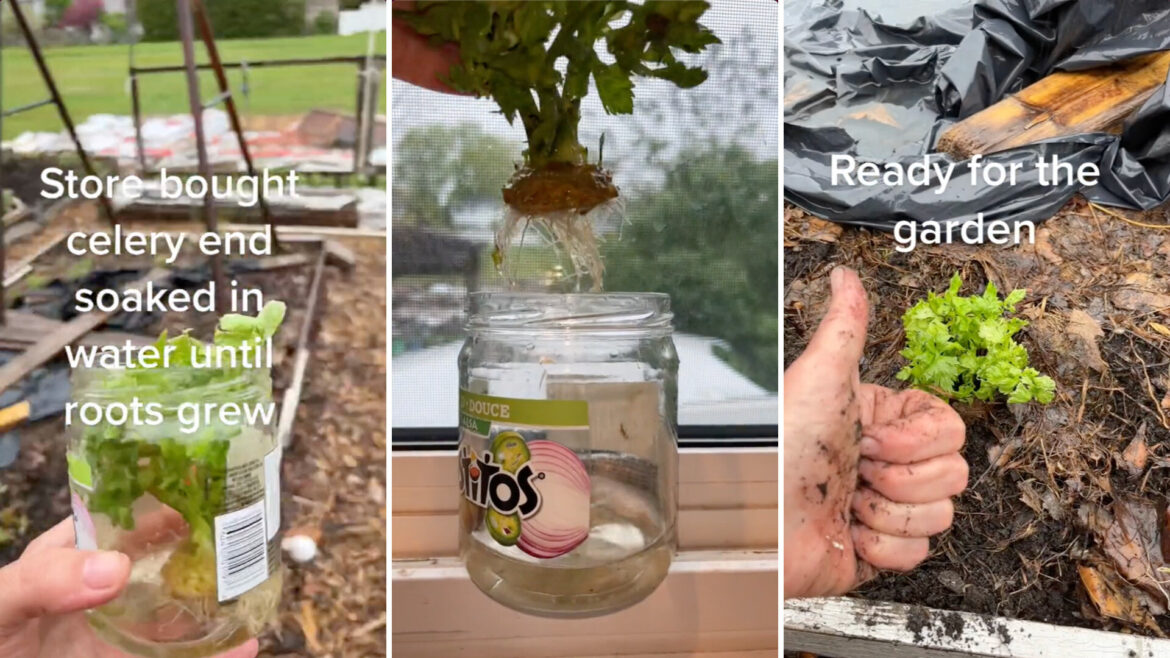 Gardener shares simple hack to grow seemingly endless amount of popular produce: ‘Supply for life’ "This reminds me I need to check mine to see how much growth it has!"