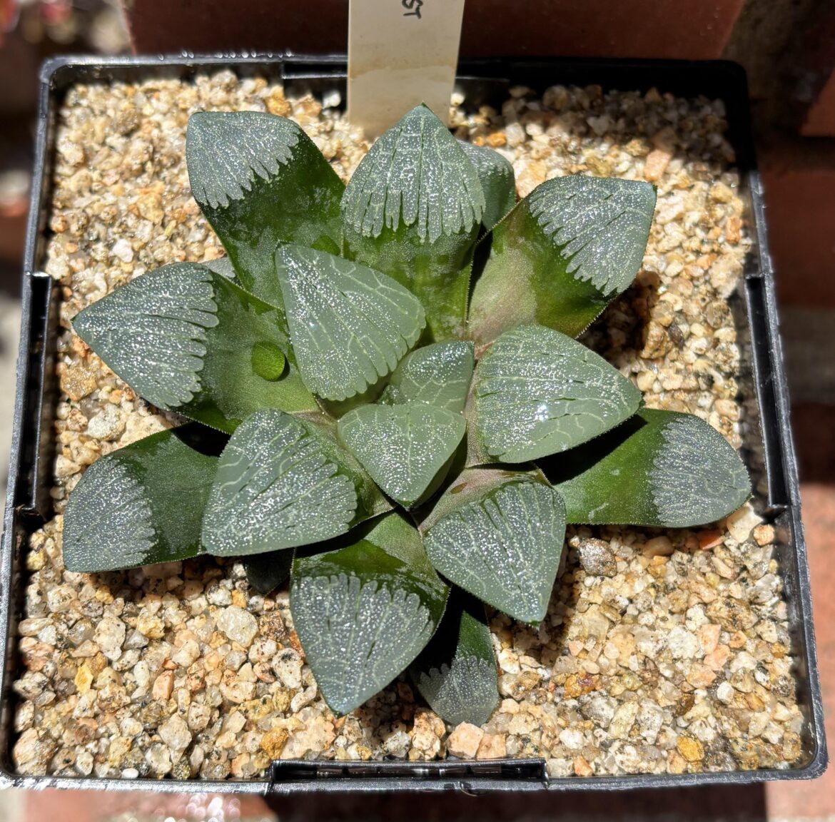 This bayeri just graduated to a bigger pot