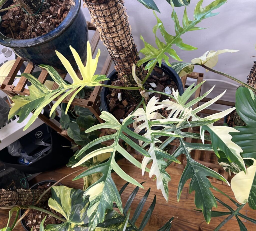 Some more of my baby boys