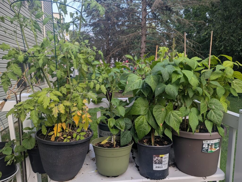 My little patio veggie patch