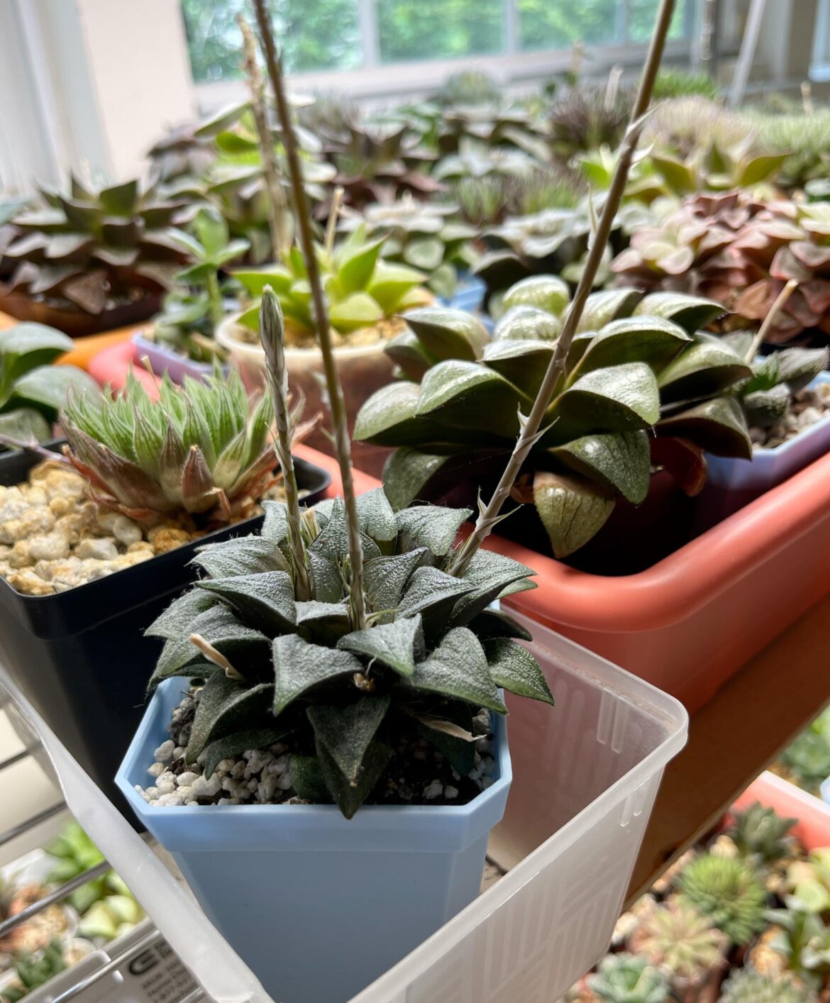 an elder atrofusca is blooming (5 years with me, guessing it’s at least 12 years old) an elder atrofusca is blooming (5 years with me, guessing it's at least 12 years old)