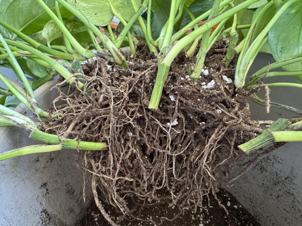 Went to repot and found this