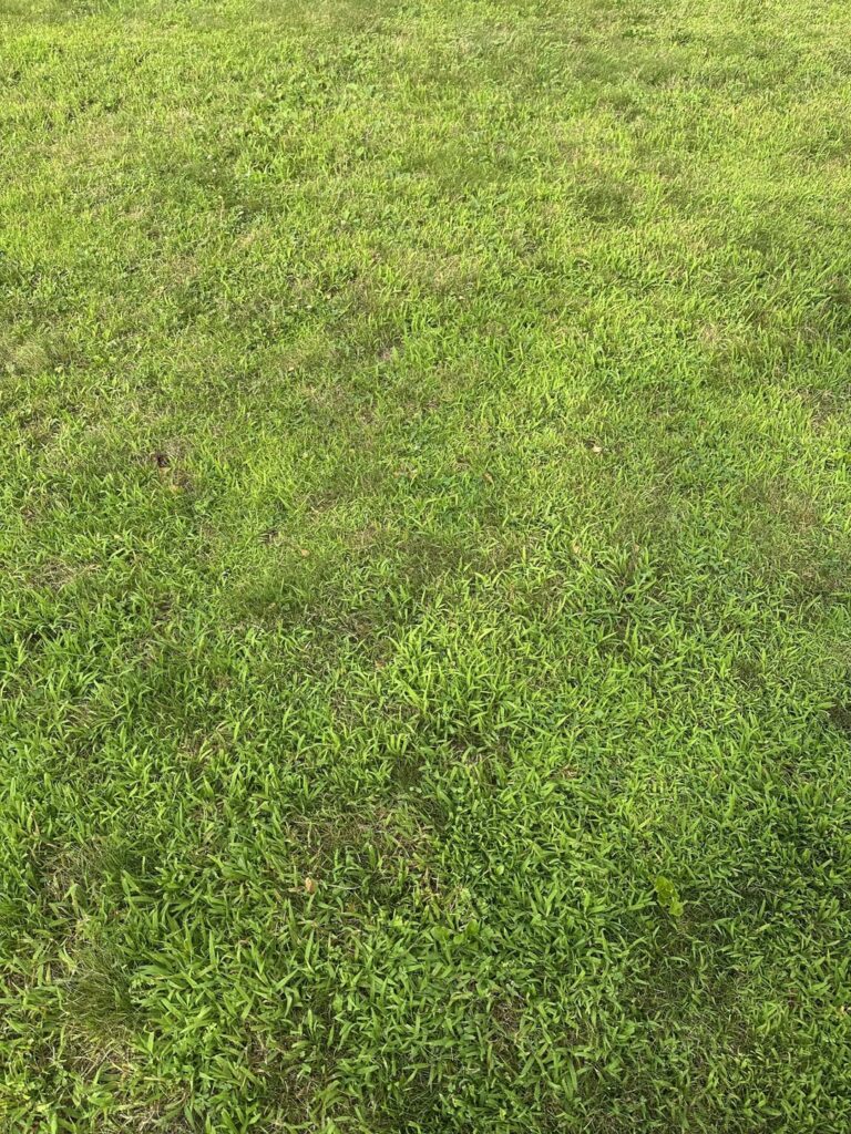 lawn help litteraly no real grass in sight