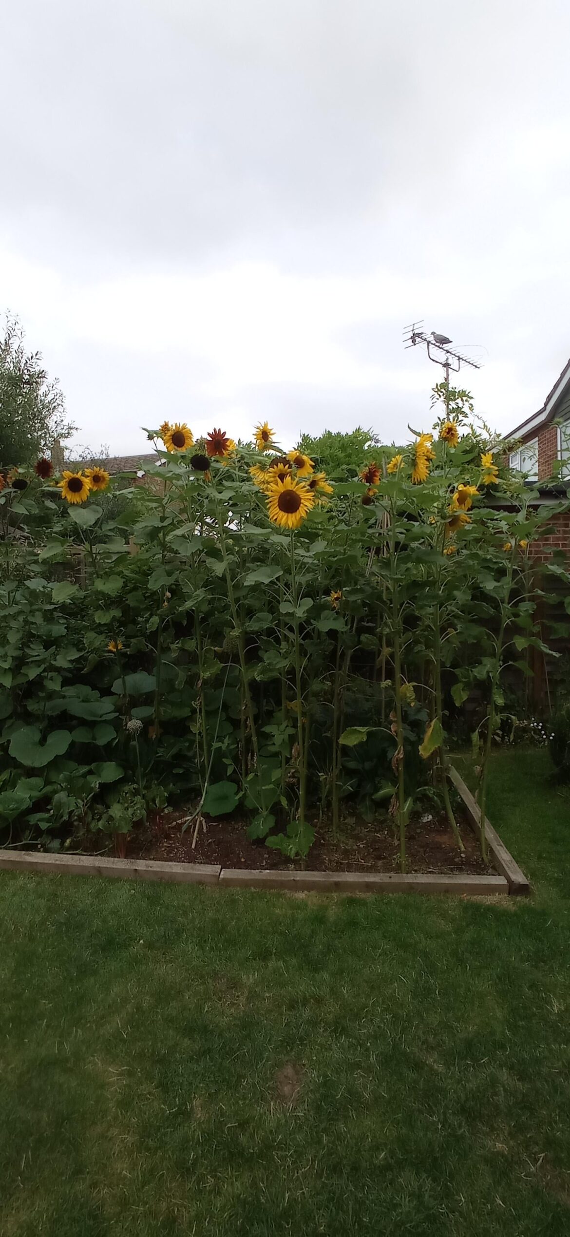 Last year it was a sunflower tree, this year it's a sunflower forest