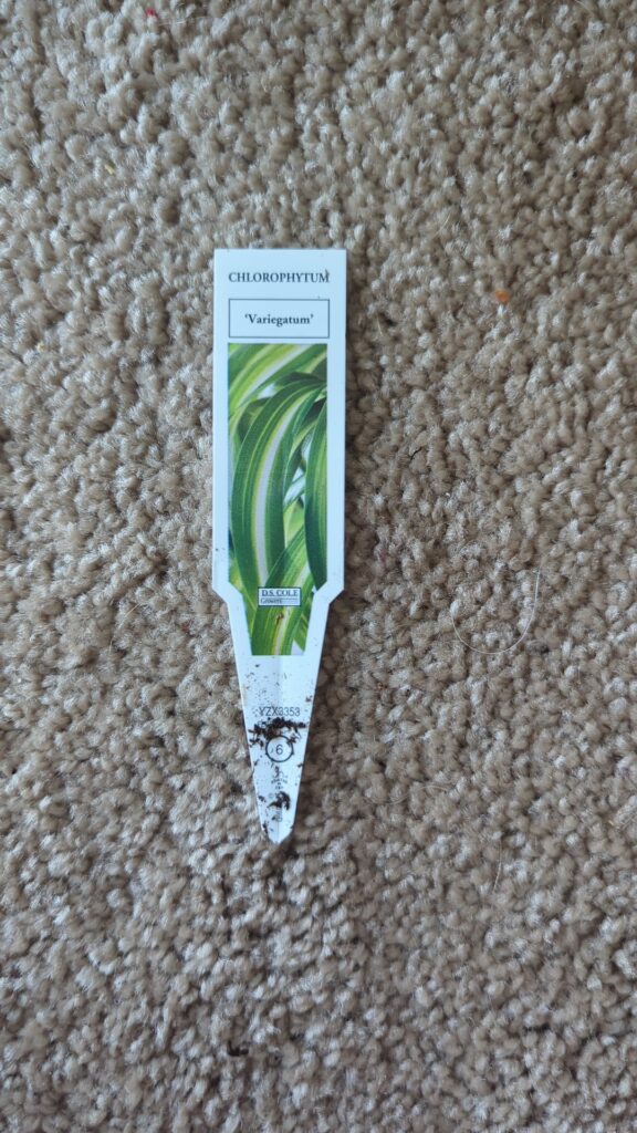 Am I over watering? Under watering? Need more sun? Less sun? Am I over watering? Under watering? Need more sun? Less sun?