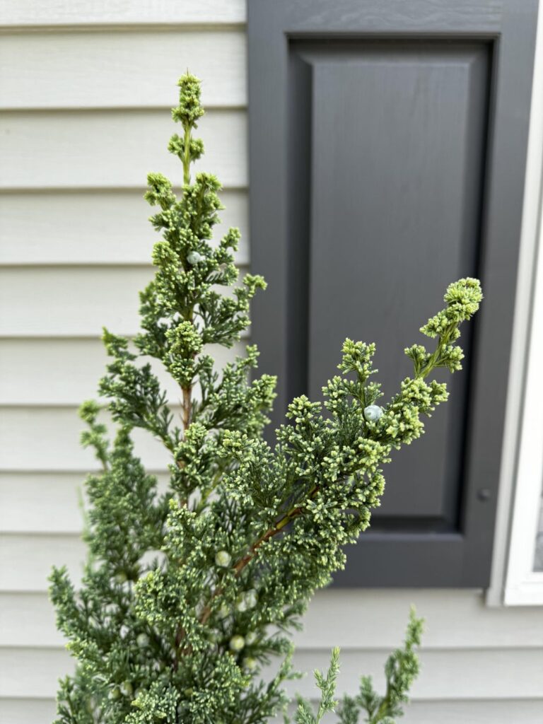 Juniper blight or something else?