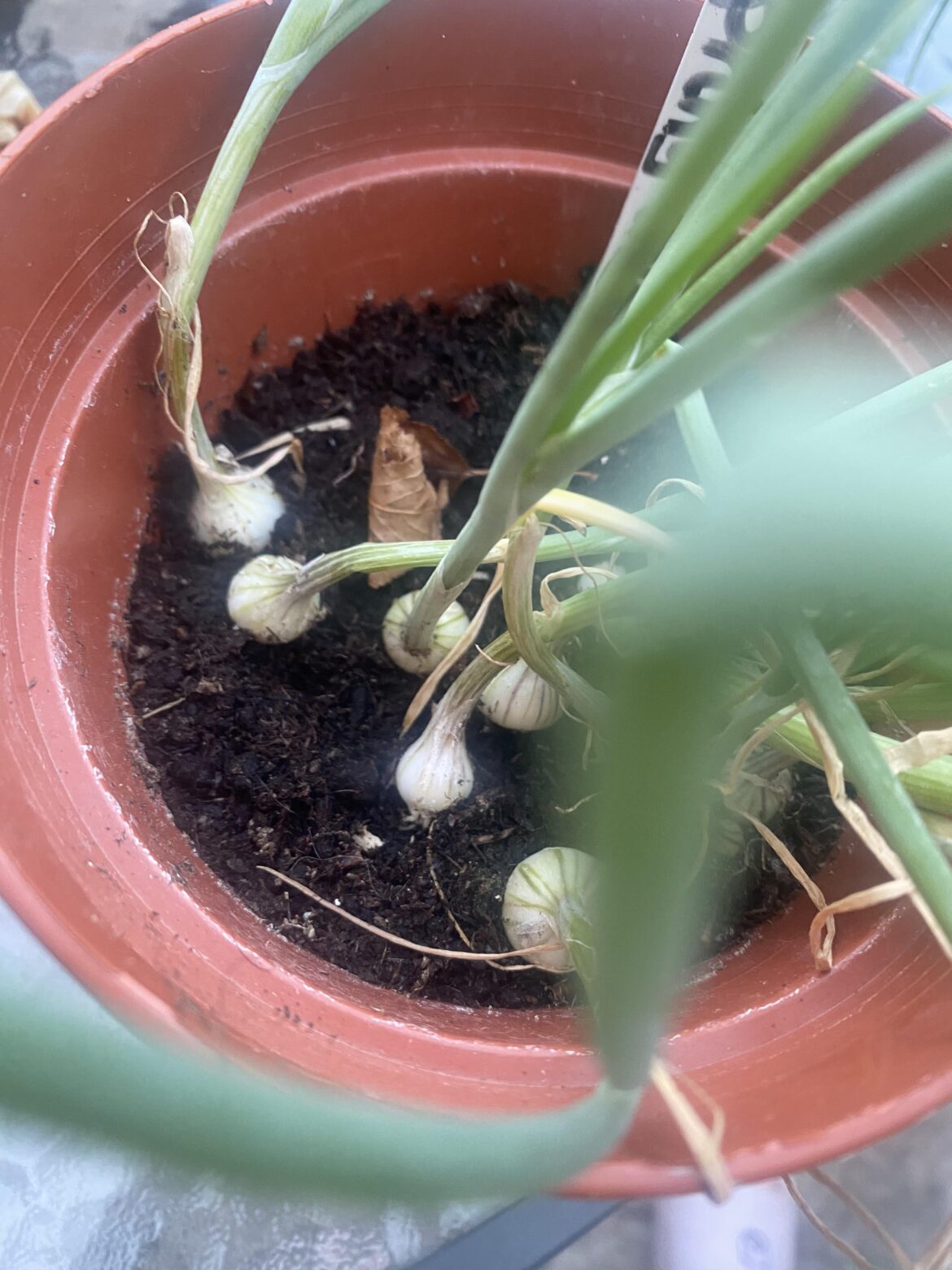 What does this mean - spring onion