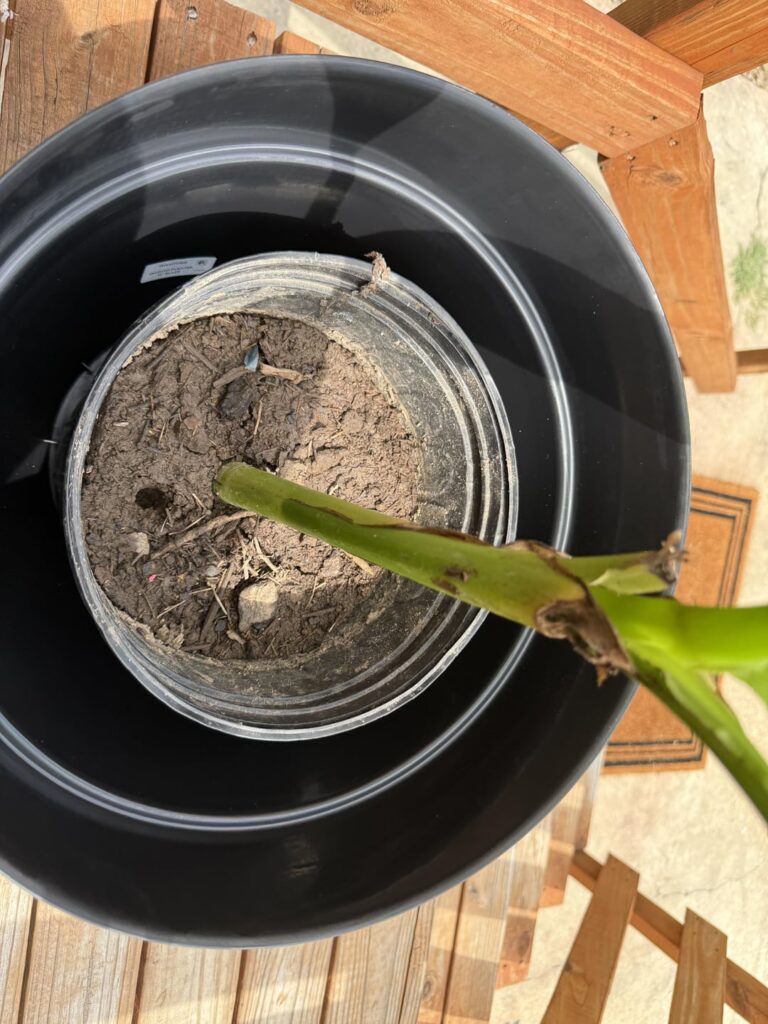 My mom finally got her dream banana plant — now it looks like it’s dying. Help!