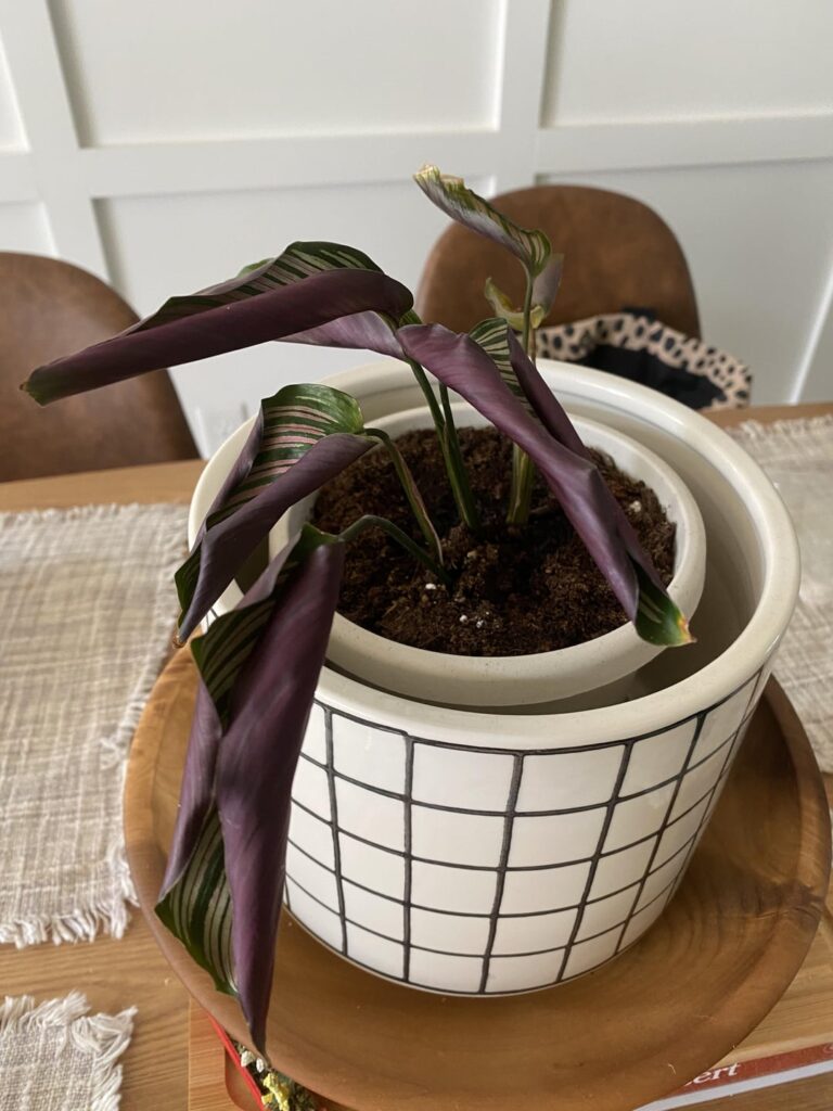 I fertilized her and now she’s upset?? I fertilized her and now she’s upset??