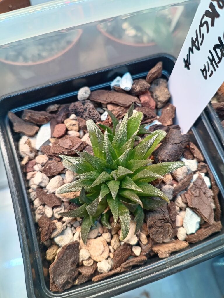 What is this white on the leaf tips?