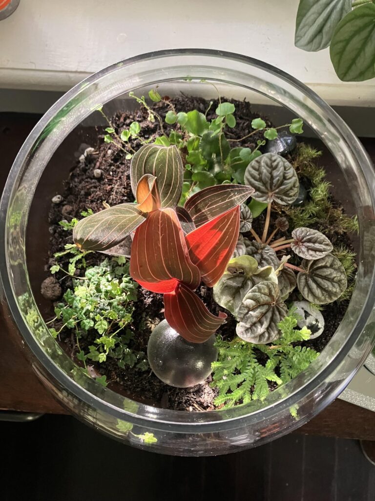 One of my first terrarium builds and I’m obsessed 😍