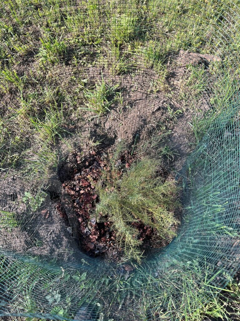 Is this cryptomeria japonica in good health? Is this cryptomeria japonica in good health?
