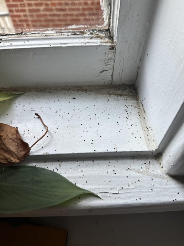 Little black seeds near pothos?