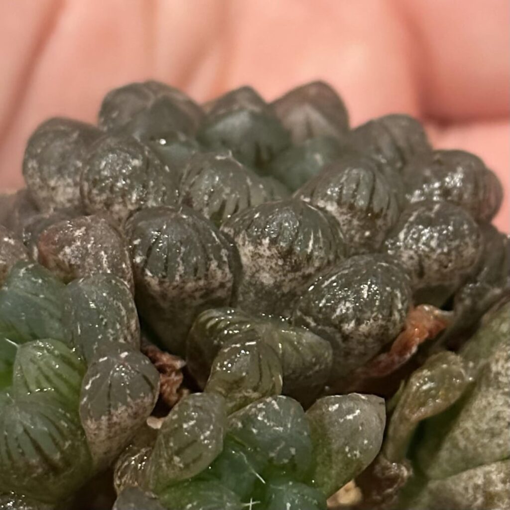 Strange white discoloration, mostly on underside of leaves