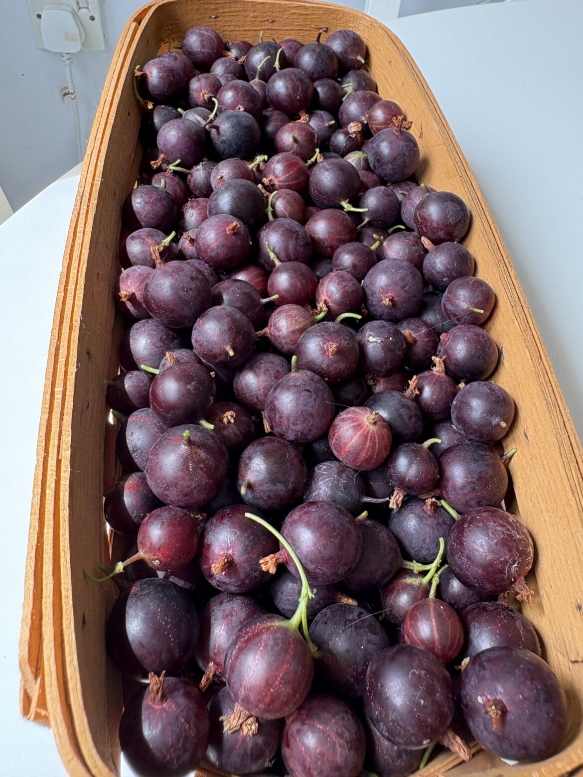 1kg of gooseberries harvested today 🤩