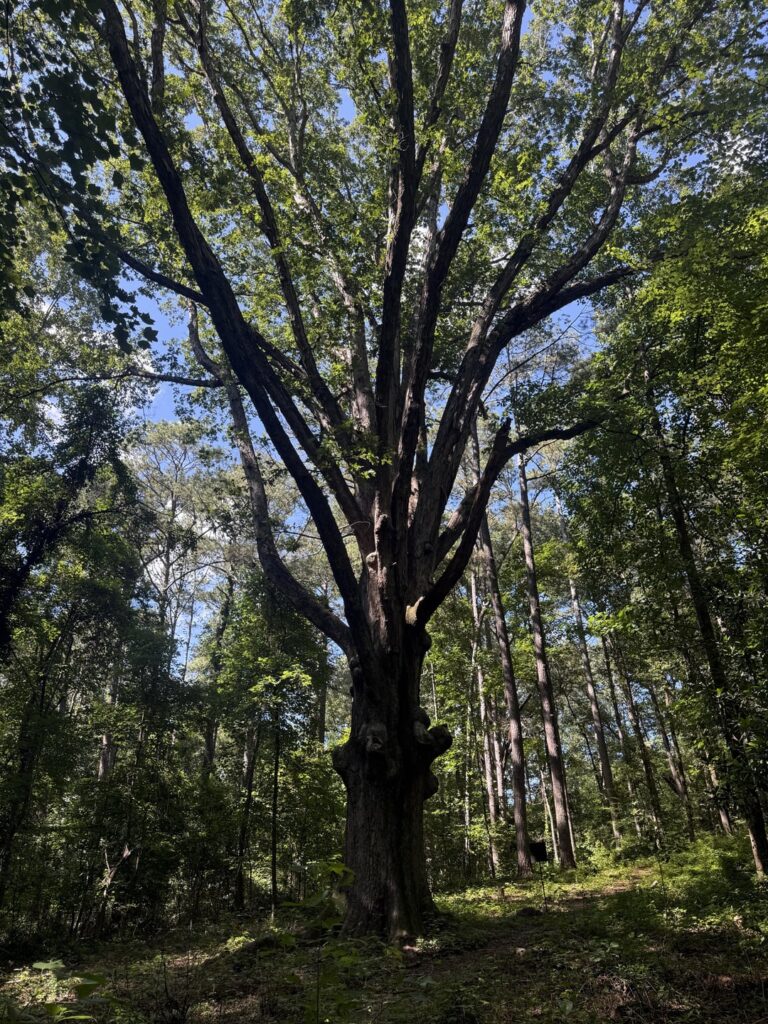 Found the Hank Aaron Oak Tree at my local Nature Preserve