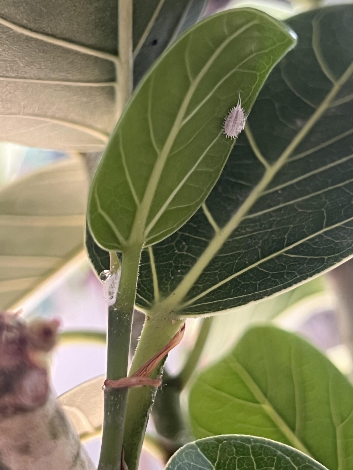 What's the lil guy?