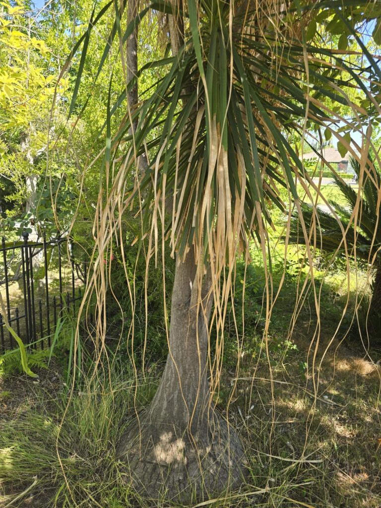 Giant plant on front yard