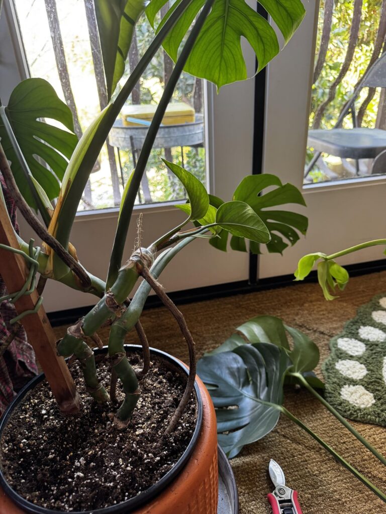I grafted a pothos onto a monstera I grafted a pothos onto a monstera