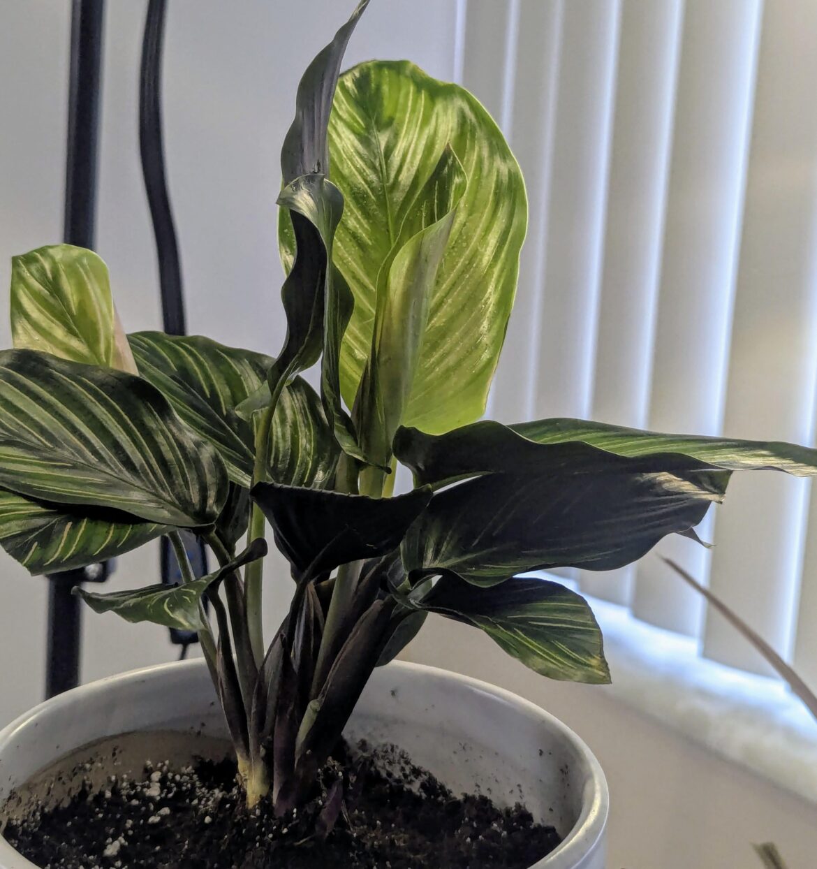 Is my plant in shock?