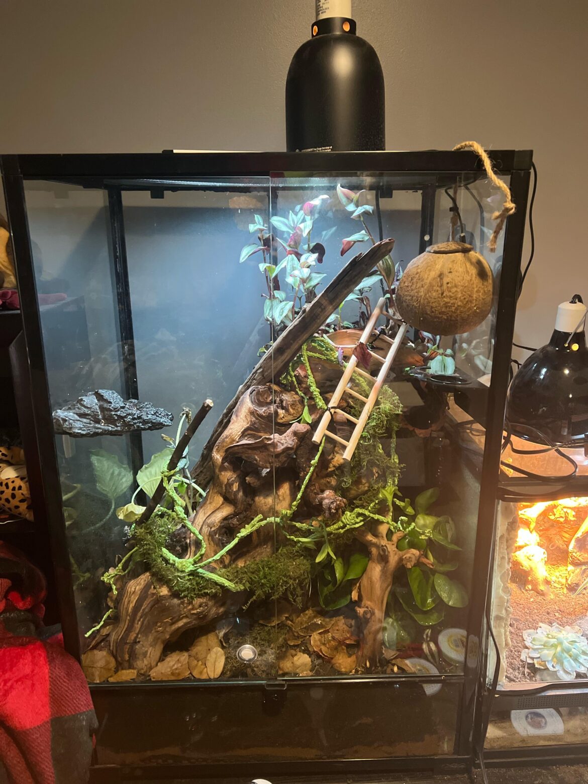 what plant? what plant?