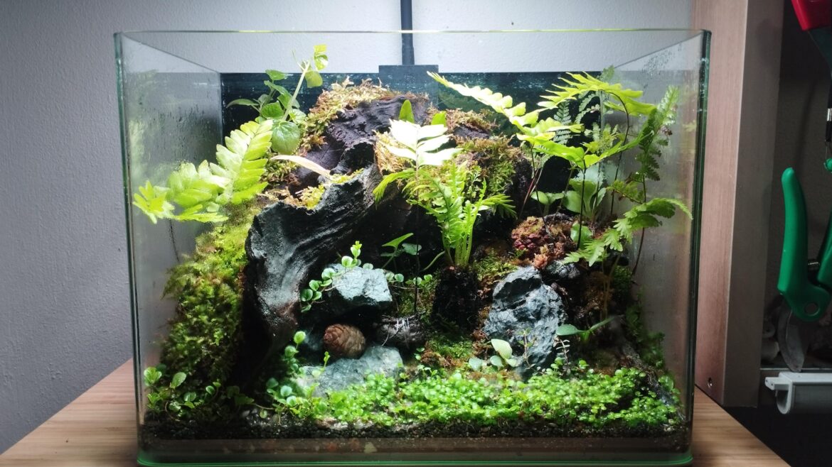 My Terrarium (Update:7/07/2025)