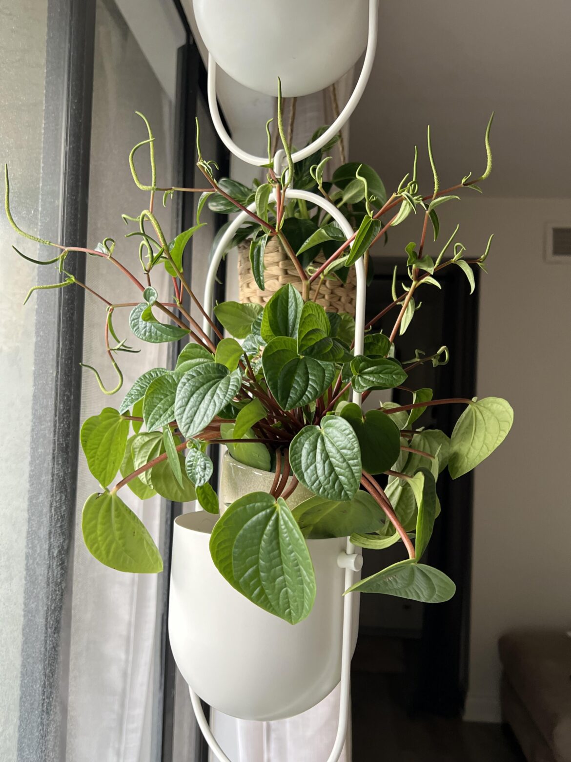 Help! My plant is ugly! Help! My plant is ugly!