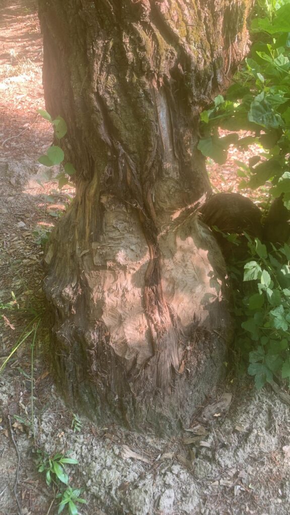 Salix was girdled by a beaver do you think it could survive?