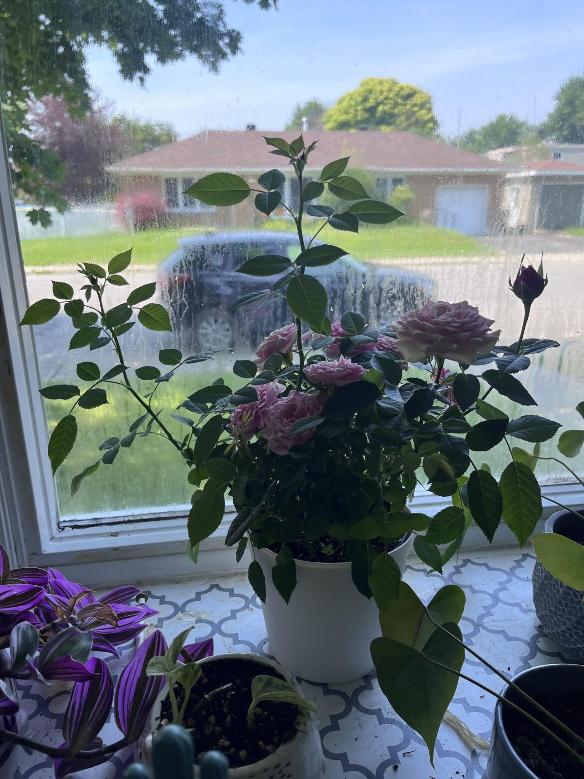 Does this look like leggy growth?