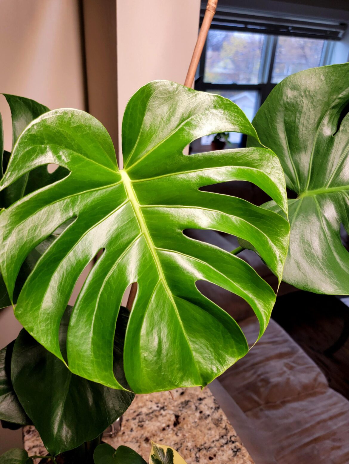 I know this subreddit is mostly cool variegated this and rare that, but I'm new to plants and wanted to share my bebe monstera leaf. I think it's pretty af :).