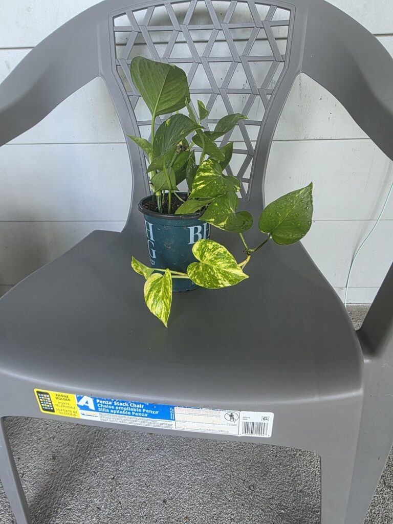 New variegated leaves!