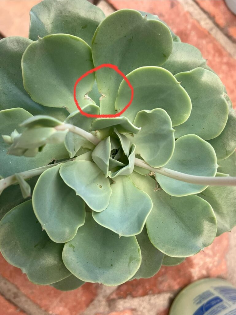 What’s causing this to the leaves of my echy?