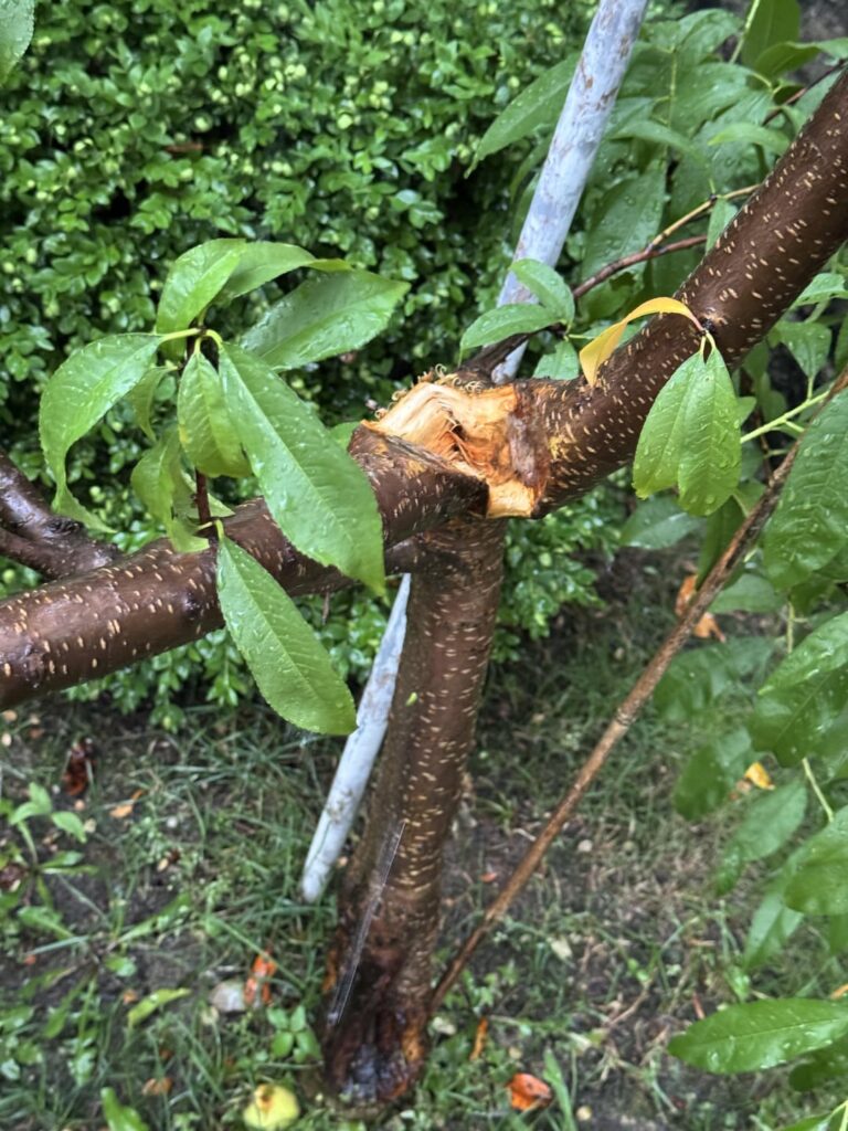 Can I save my peach tree?
