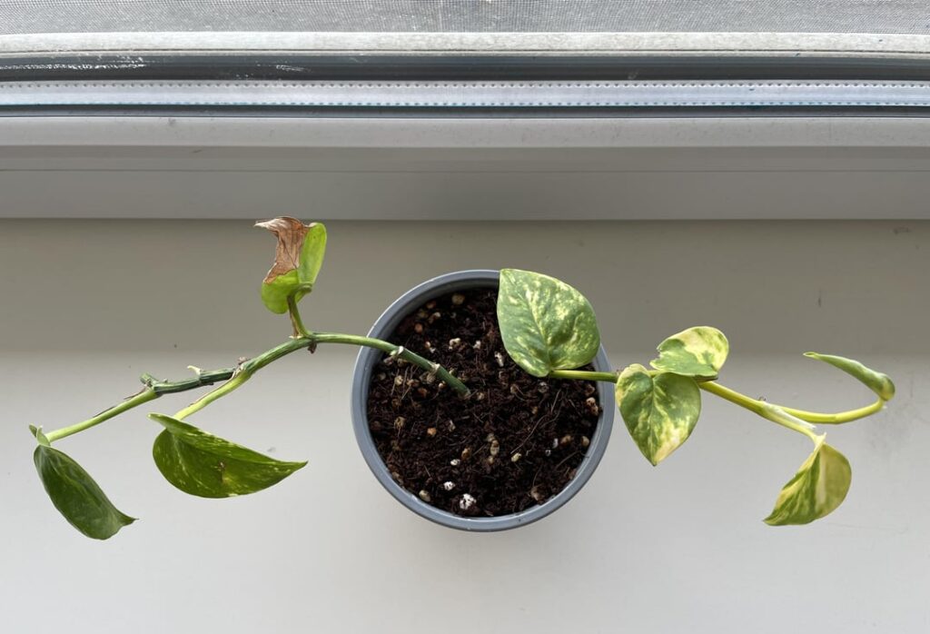 Very small leaves - too much light?